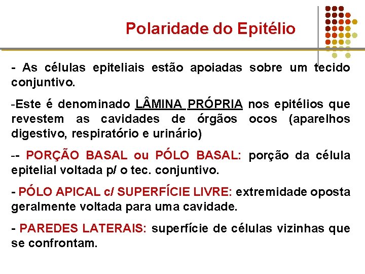 Polaridade do Epitélio - As células epiteliais estão apoiadas sobre um tecido conjuntivo. -Este