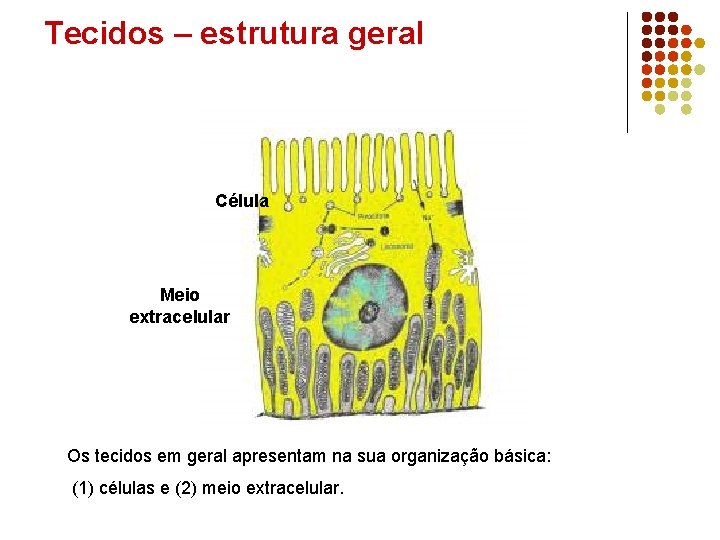 Tecidos – estrutura geral Célula Meio extracelular Os tecidos em geral apresentam na sua