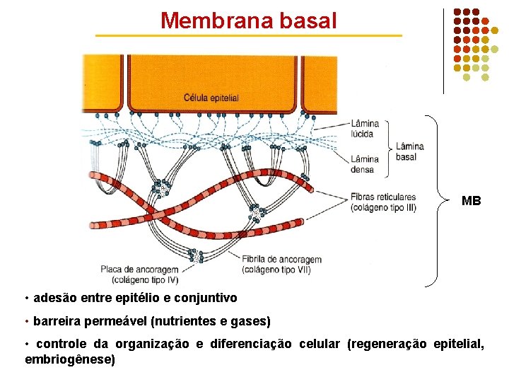 Membrana basal MB • adesão entre epitélio e conjuntivo • barreira permeável (nutrientes e
