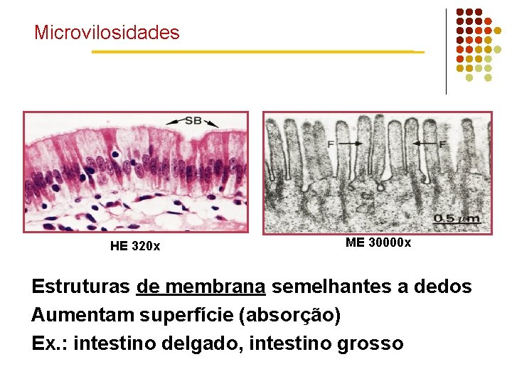 Microvilosidades HE 320 x ME 30000 x Estruturas de membrana semelhantes a dedos Aumentam