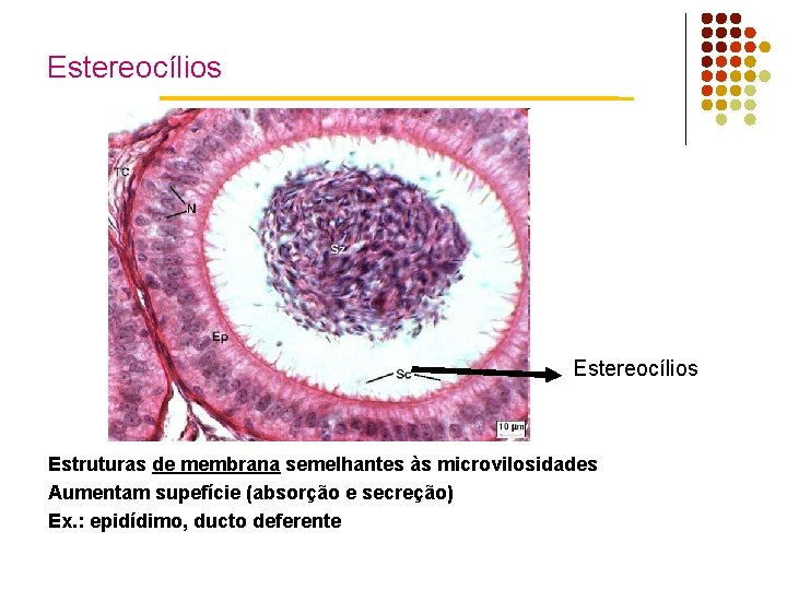 Estereocílios Estruturas de membrana semelhantes às microvilosidades Aumentam supefície (absorção e secreção) Ex. :