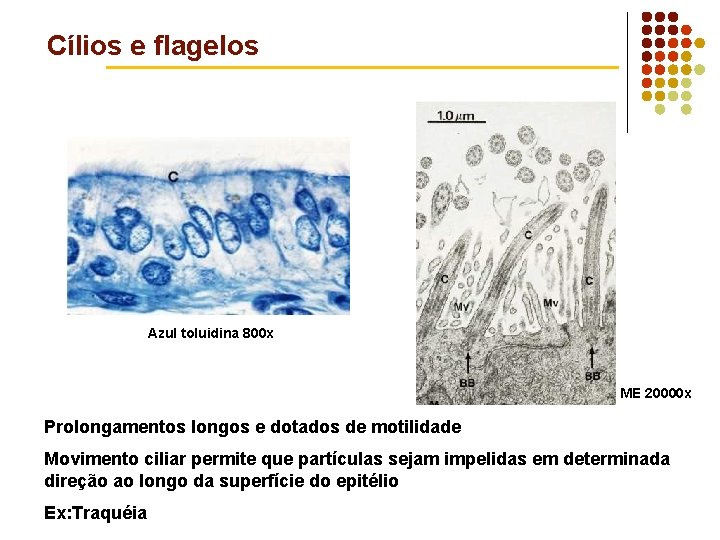 Cílios e flagelos Azul toluidina 800 x ME 20000 x Prolongamentos longos e dotados