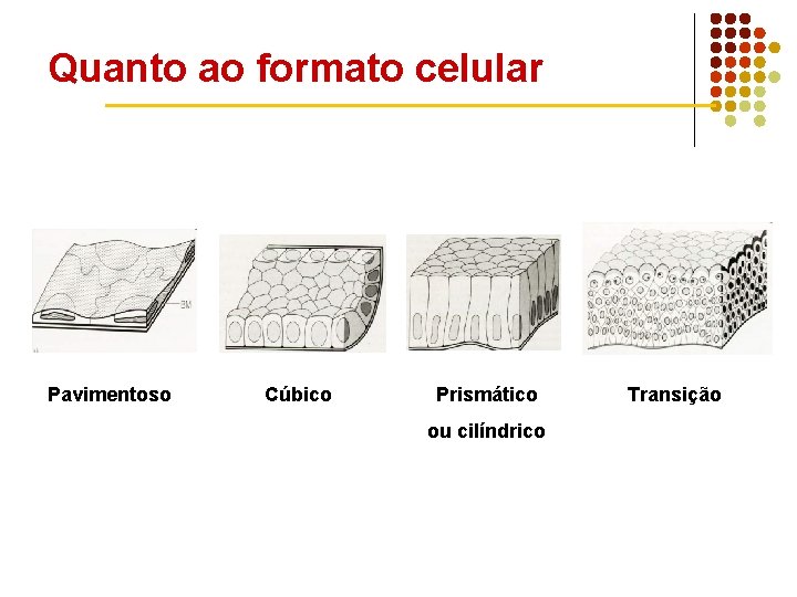 Quanto ao formato celular Pavimentoso Cúbico Prismático ou cilíndrico Transição 