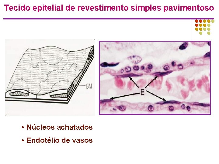 Tecido epitelial de revestimento simples pavimentoso • Núcleos achatados • Endotélio de vasos 