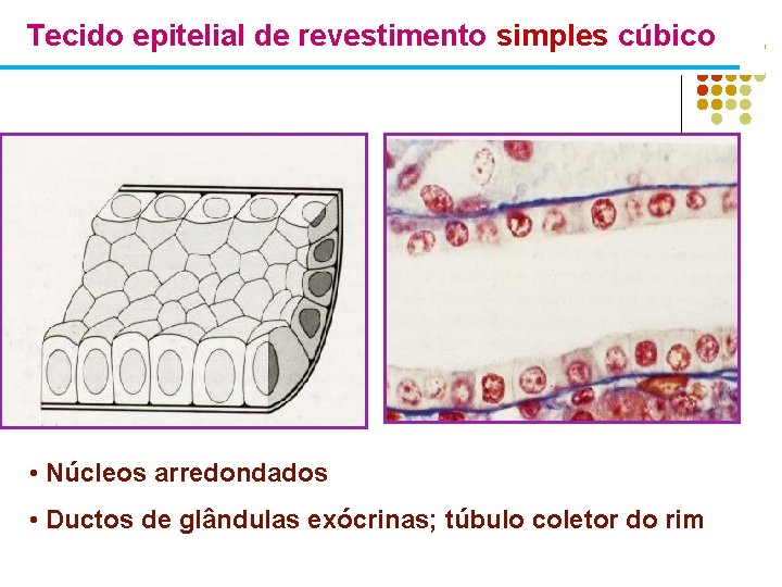 Tecido epitelial de revestimento simples cúbico • Núcleos arredondados • Ductos de glândulas exócrinas;