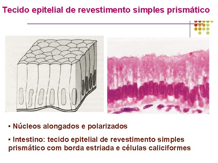 Tecido epitelial de revestimento simples prismático • Núcleos alongados e polarizados • Intestino: tecido