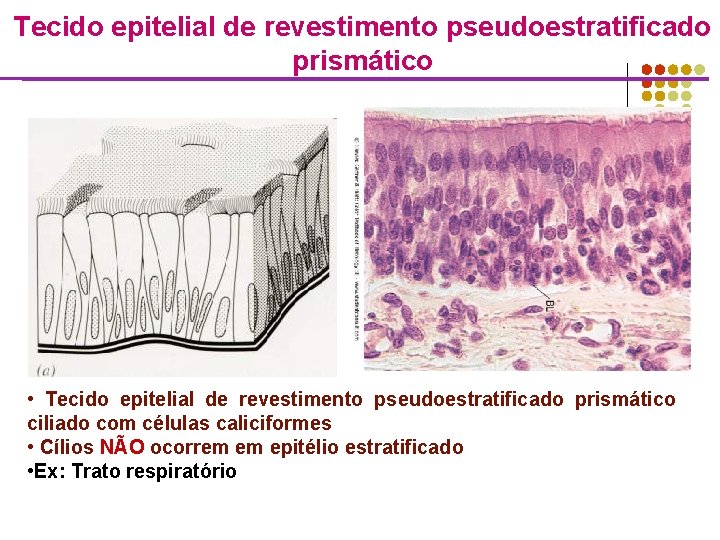 Tecido epitelial de revestimento pseudoestratificado prismático • Tecido epitelial de revestimento pseudoestratificado prismático ciliado