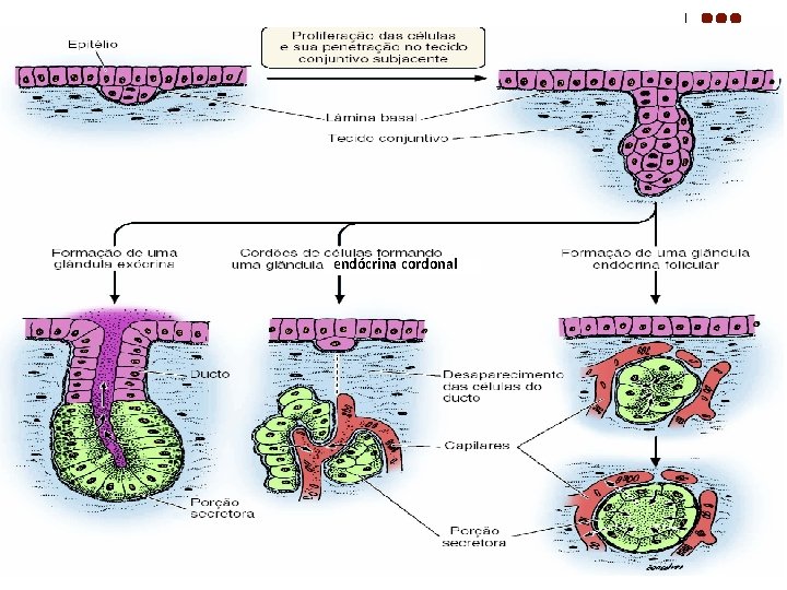 endócrina cordonal 
