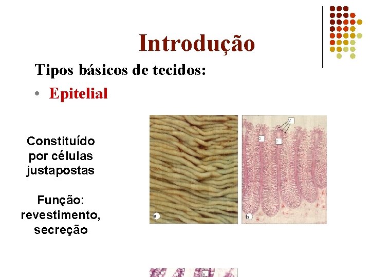 Introdução Tipos básicos de tecidos: • Epitelial Constituído por células justapostas Função: revestimento, secreção