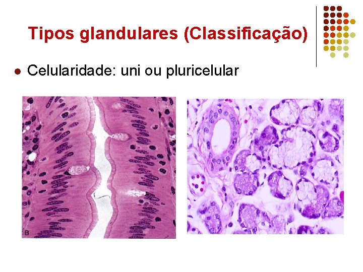 Tipos glandulares (Classificação) l Celularidade: uni ou pluricelular 