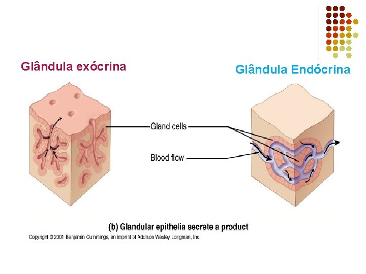 Glândula exócrina Glândula Endócrina 