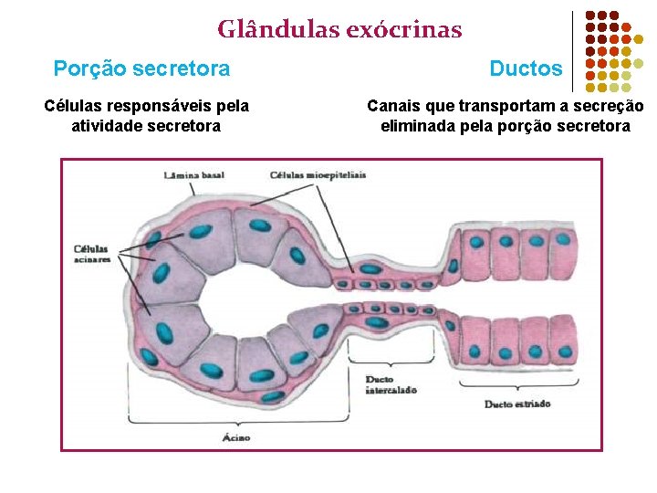 Glândulas exócrinas Porção secretora Células responsáveis pela atividade secretora Ductos Canais que transportam a