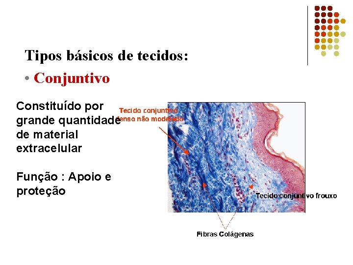 Tipos básicos de tecidos: • Conjuntivo, Constituído por grande quantidade de material extracelular Função