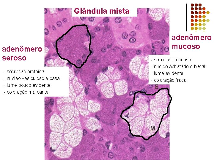 Glândula mista adenômero seroso - secreção protéica - núcleo vesiculoso e basal - lume