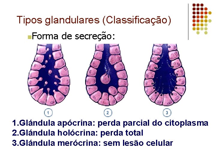 Tipos glandulares (Classificação) n Forma de secreção: 1. Glándula apócrina: perda parcial do citoplasma