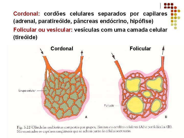 Cordonal: cordões celulares separados por capilares (adrenal, paratireóide, pâncreas endócrino, hipófise) Folicular ou vesicular: