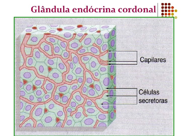 Glândula endócrina cordonal 