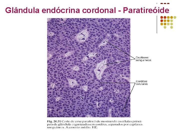 Glândula endócrina cordonal - Paratireóide 