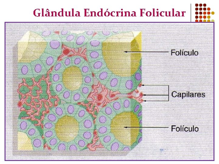 Glândula Endócrina Folicular 