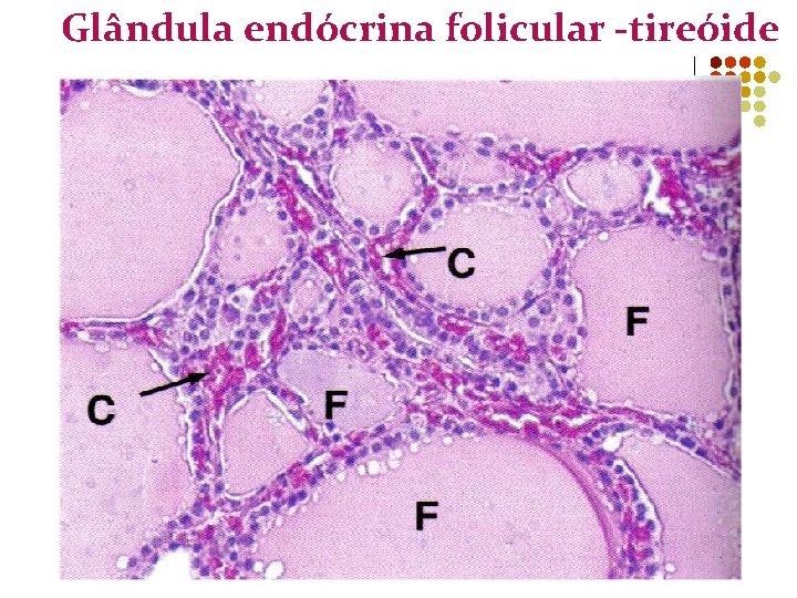 Glândula endócrina folicular -tireóide 