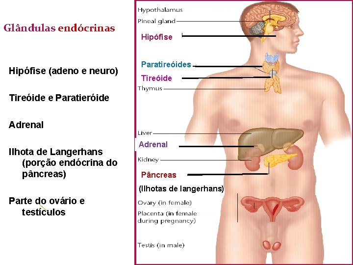 Glândulas endócrinas Hipófise (adeno e neuro) Hipófise Paratireóides Tireóide e Paratieróide Adrenal Ilhota de