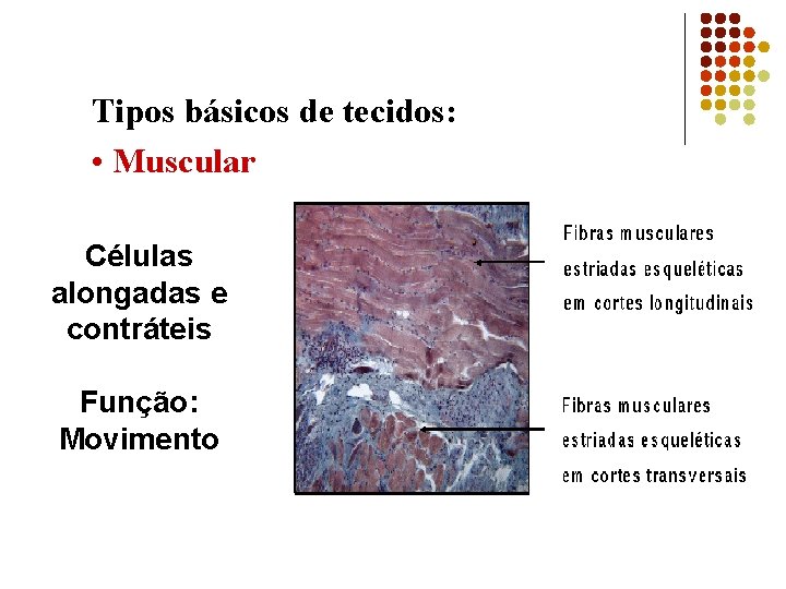 Tipos básicos de tecidos: • Muscular Células alongadas e contráteis Função: Movimento 