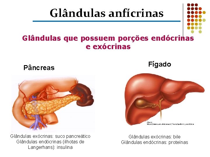 Glândulas anfícrinas Glândulas que possuem porções endócrinas e exócrinas Pâncreas Glândulas exócrinas: suco pancreático