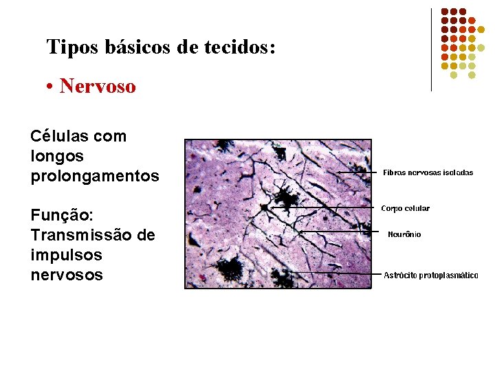 Tipos básicos de tecidos: • Nervoso Células com longos prolongamentos Função: Transmissão de impulsos