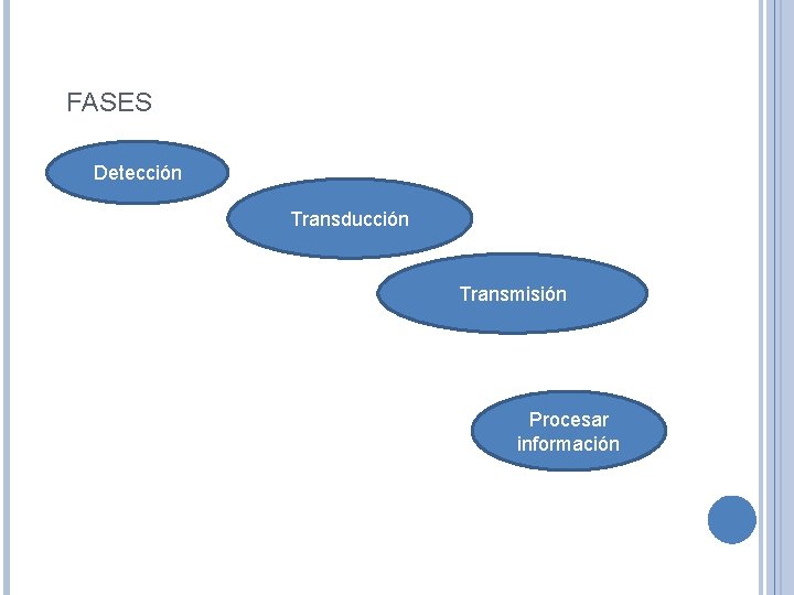 FASES Detección Transducción Transmisión Procesar información 