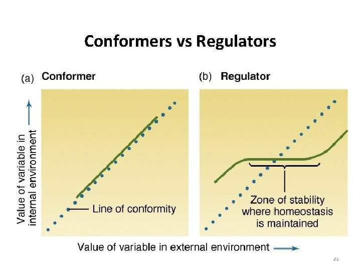 Conformers vs Regulators 21 