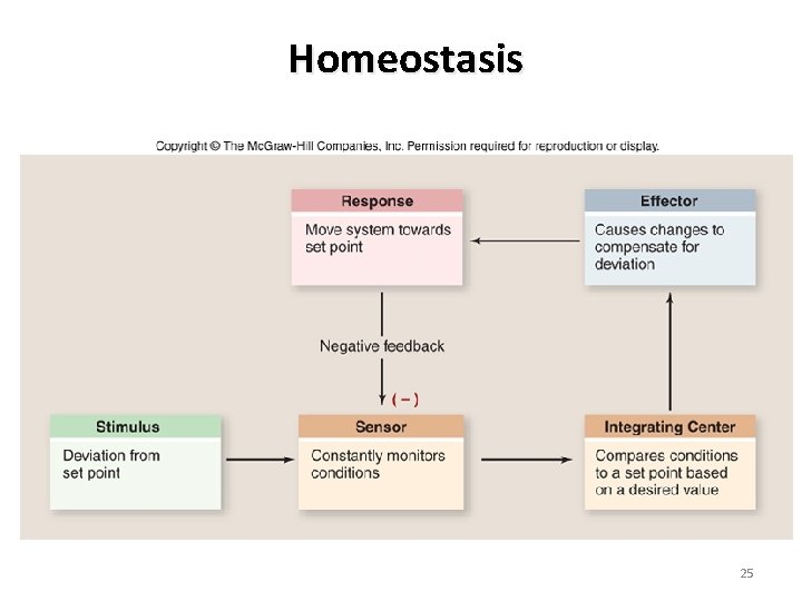 Homeostasis 25 