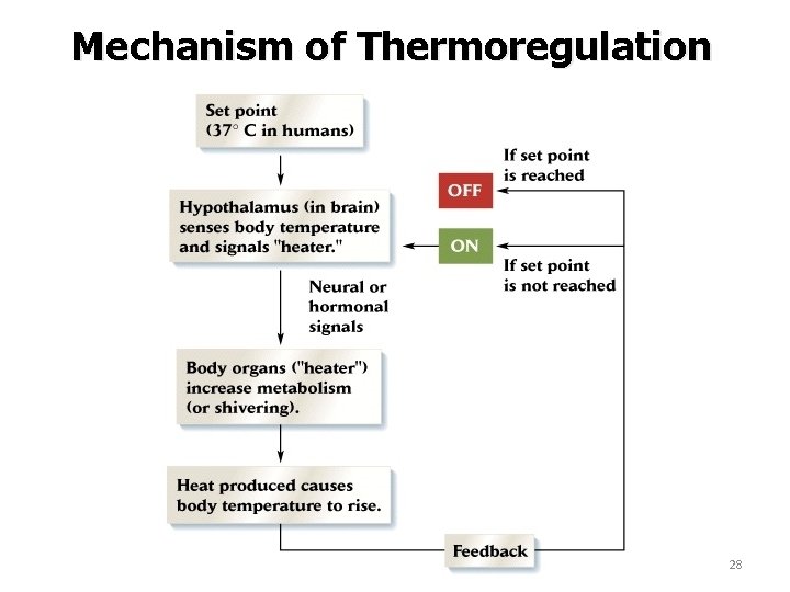 Mechanism of Thermoregulation 28 