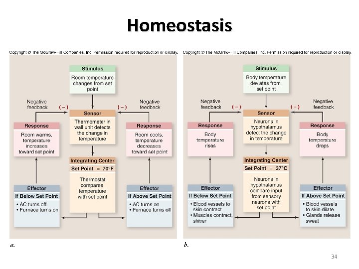 Homeostasis 34 