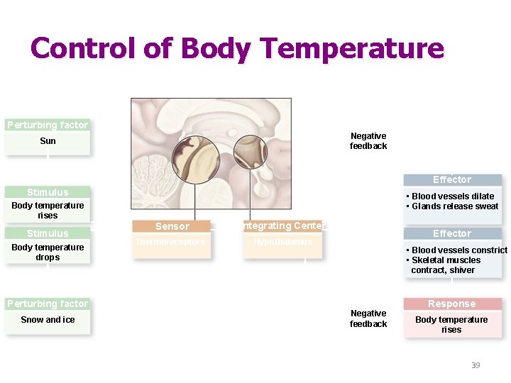 Control of Body Temperature Perturbing factor Negative feedback Sun Response Body temperature falls Effector