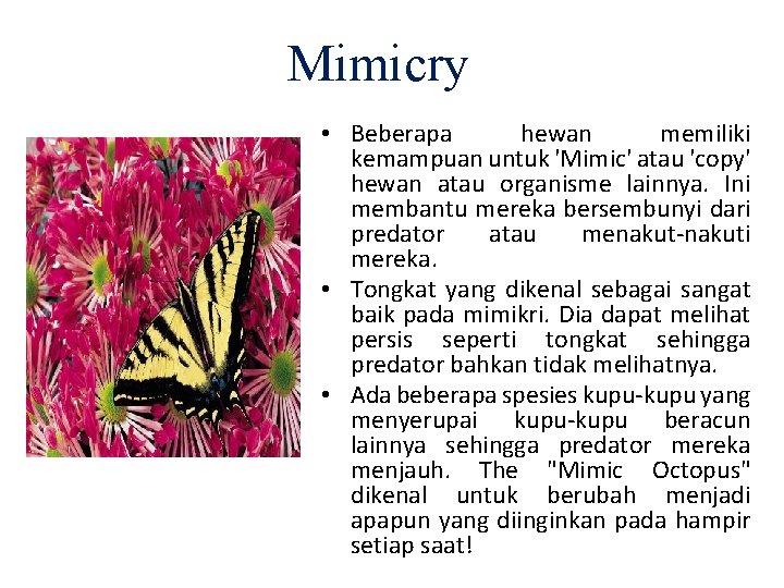 Mimicry • Beberapa hewan memiliki kemampuan untuk 'Mimic' atau 'copy' hewan atau organisme lainnya.