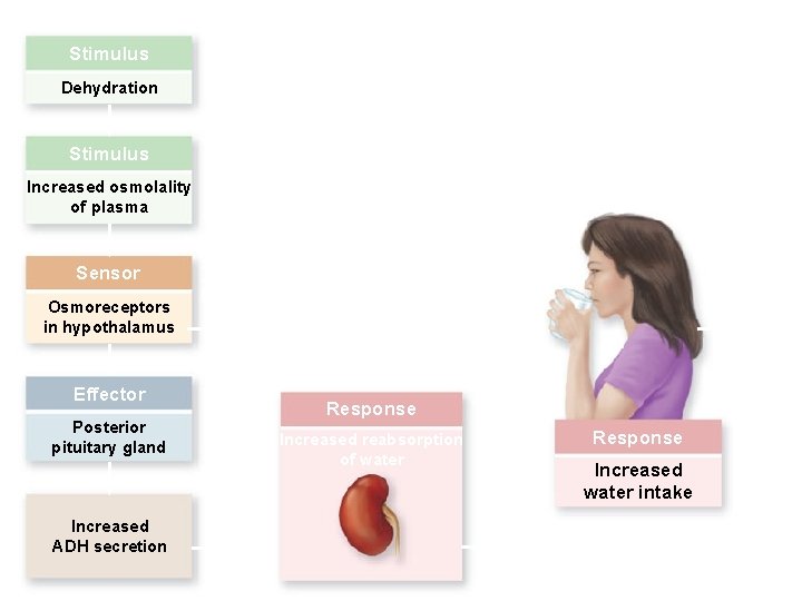Copyright © The Mc. Graw-Hill Companies, Inc. Permission required for reproduction or display. Stimulus
