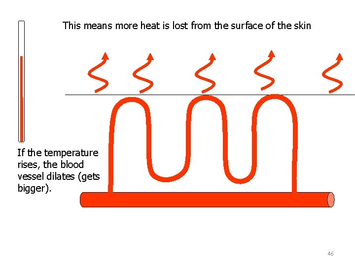 This means more heat is lost from the surface of the skin If the