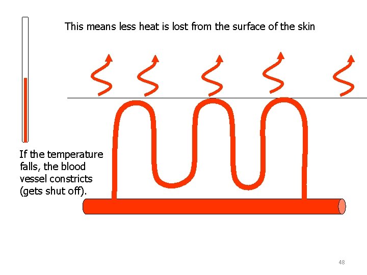 This means less heat is lost from the surface of the skin If the