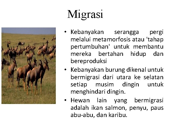 Migrasi • Kebanyakan serangga pergi melalui metamorfosis atau 'tahap pertumbuhan' untuk membantu mereka bertahan