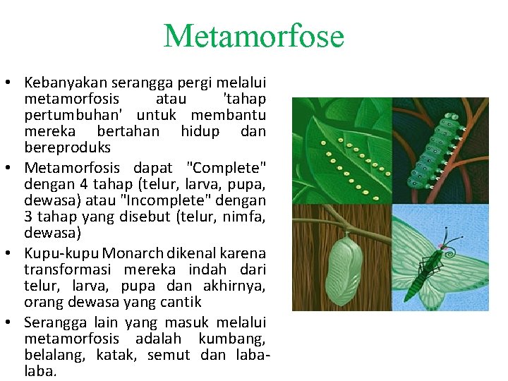 Metamorfose • Kebanyakan serangga pergi melalui metamorfosis atau 'tahap pertumbuhan' untuk membantu mereka bertahan