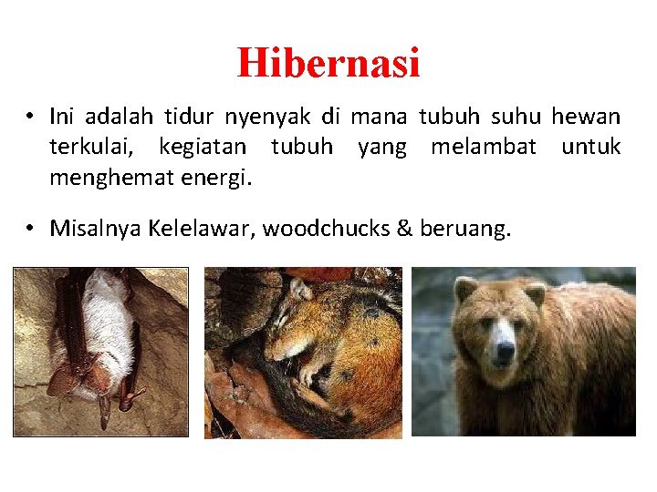 Hibernasi • Ini adalah tidur nyenyak di mana tubuh suhu hewan terkulai, kegiatan tubuh