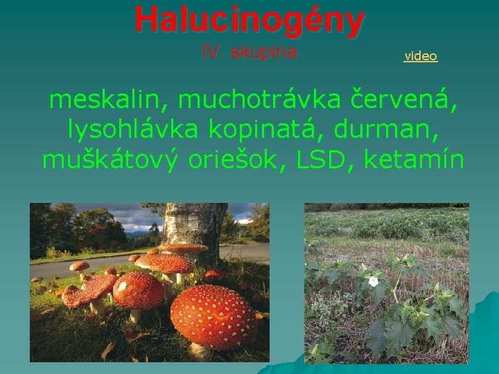 Halucinogény IV. skupina video meskalin, muchotrávka červená, lysohlávka kopinatá, durman, muškátový oriešok, LSD, ketamín