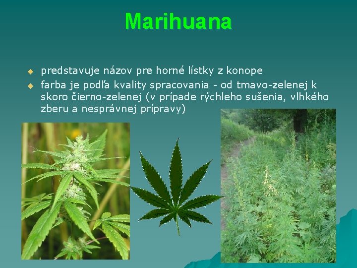 Marihuana u u predstavuje názov pre horné lístky z konope farba je podľa kvality