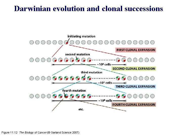 Darwinian evolution and clonal successions Figure 11. 12 The Biology of Cancer (© Garland