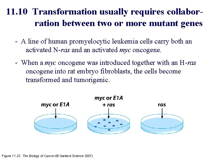 11. 10 Transformation usually requires collaborration between two or more mutant genes - A