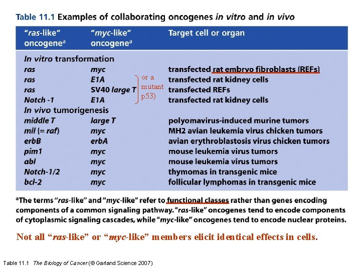 or a mutant p 53) Not all “ras-like” or “myc-like” members elicit identical effects