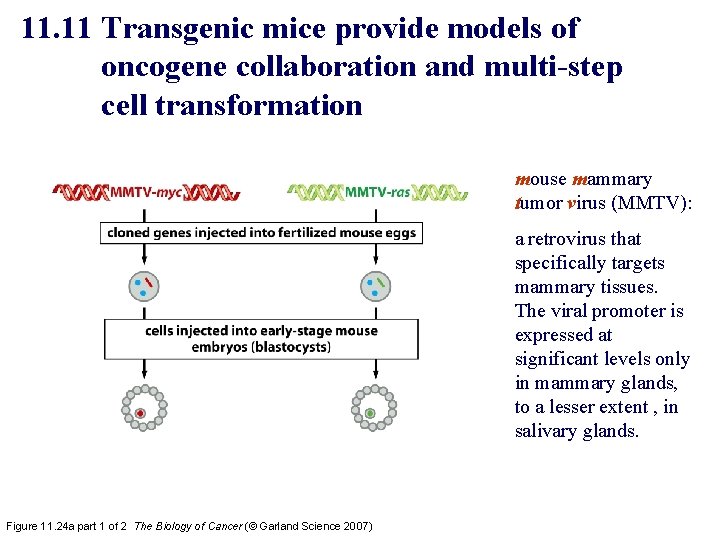 11. 11 Transgenic mice provide models of oncogene collaboration and multi-step cell transformation mouse