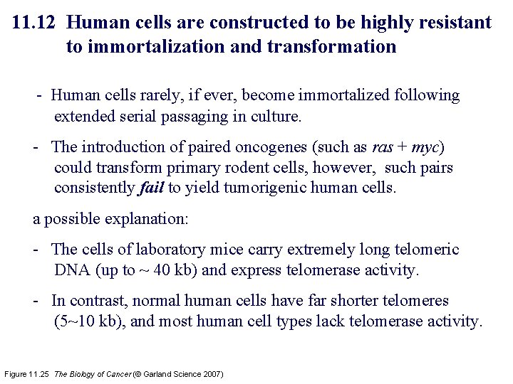 11. 12 Human cells are constructed to be highly resistant to immortalization and transformation