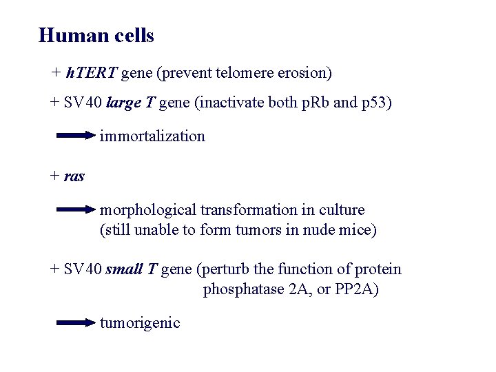 Human cells + h. TERT gene (prevent telomere erosion) + SV 40 large T