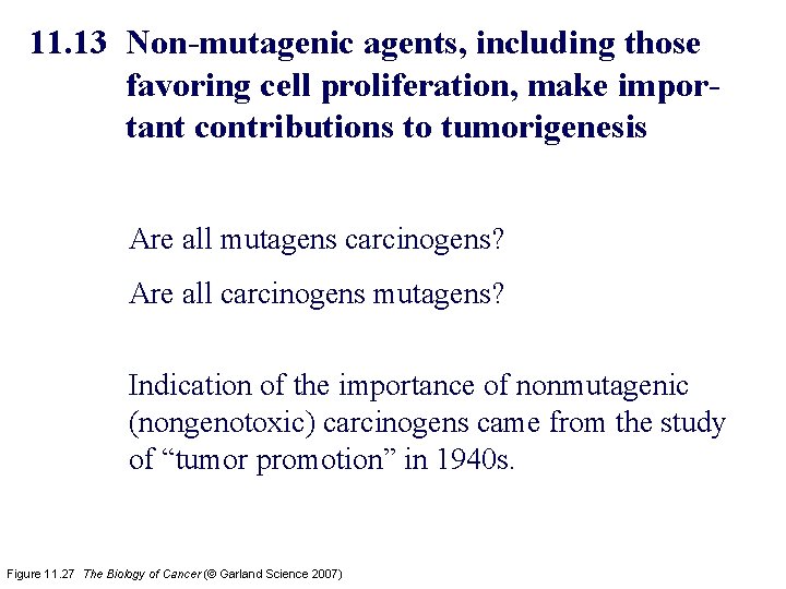 11. 13 Non-mutagenic agents, including those favoring cell proliferation, make important contributions to tumorigenesis